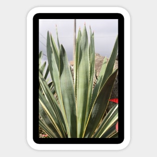 Mexican Plant Sticker